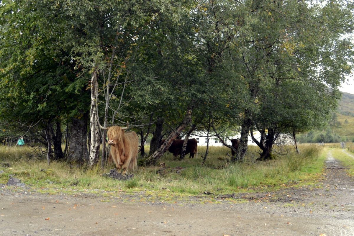 Highlands Cow-CROP&SHRUNK