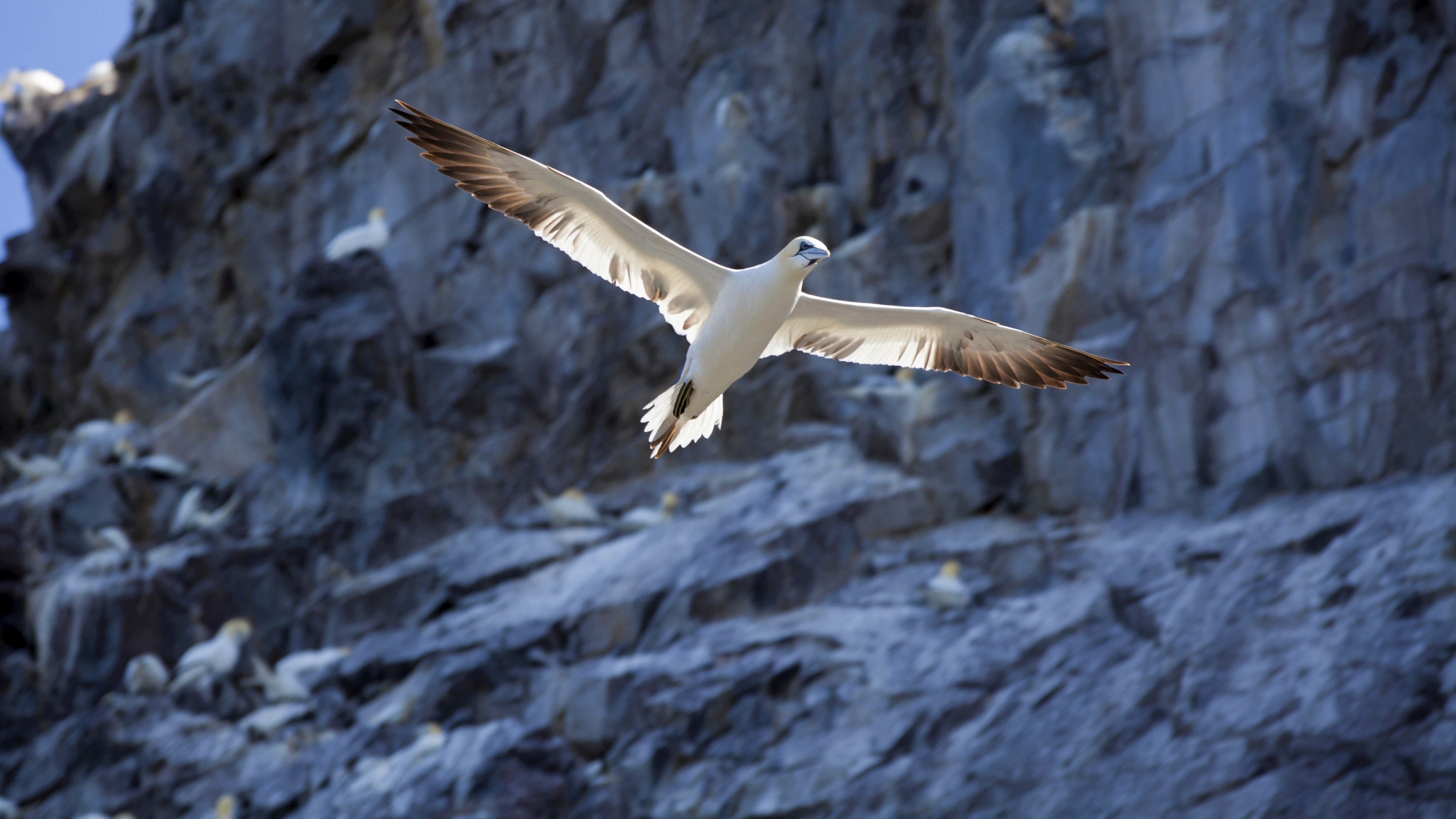 Spread Your Wings