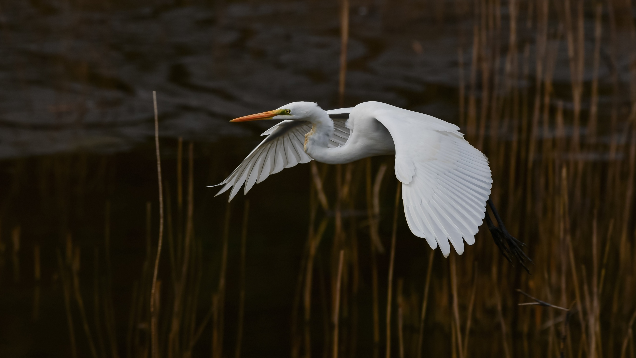 Only One (R)egret