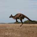 Southern-Ocean-Lodge_Kangaroo-Island_Abundant_Wildlife-compressor