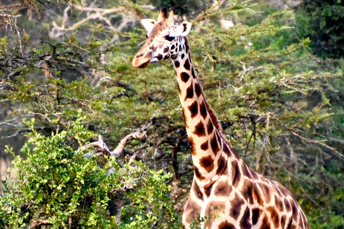 Giraffe-CROP & SHRUNK