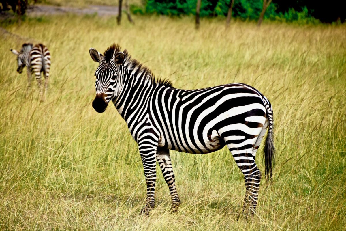 Zebra-SHRUNK