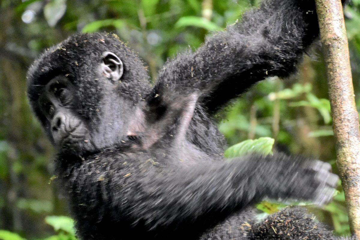 baby gorilla-CROP-SHRUNK