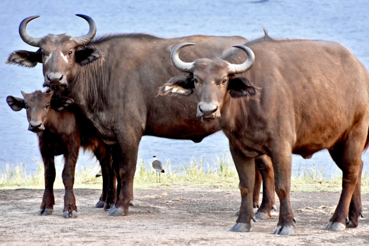water buffalo-SHRUNK