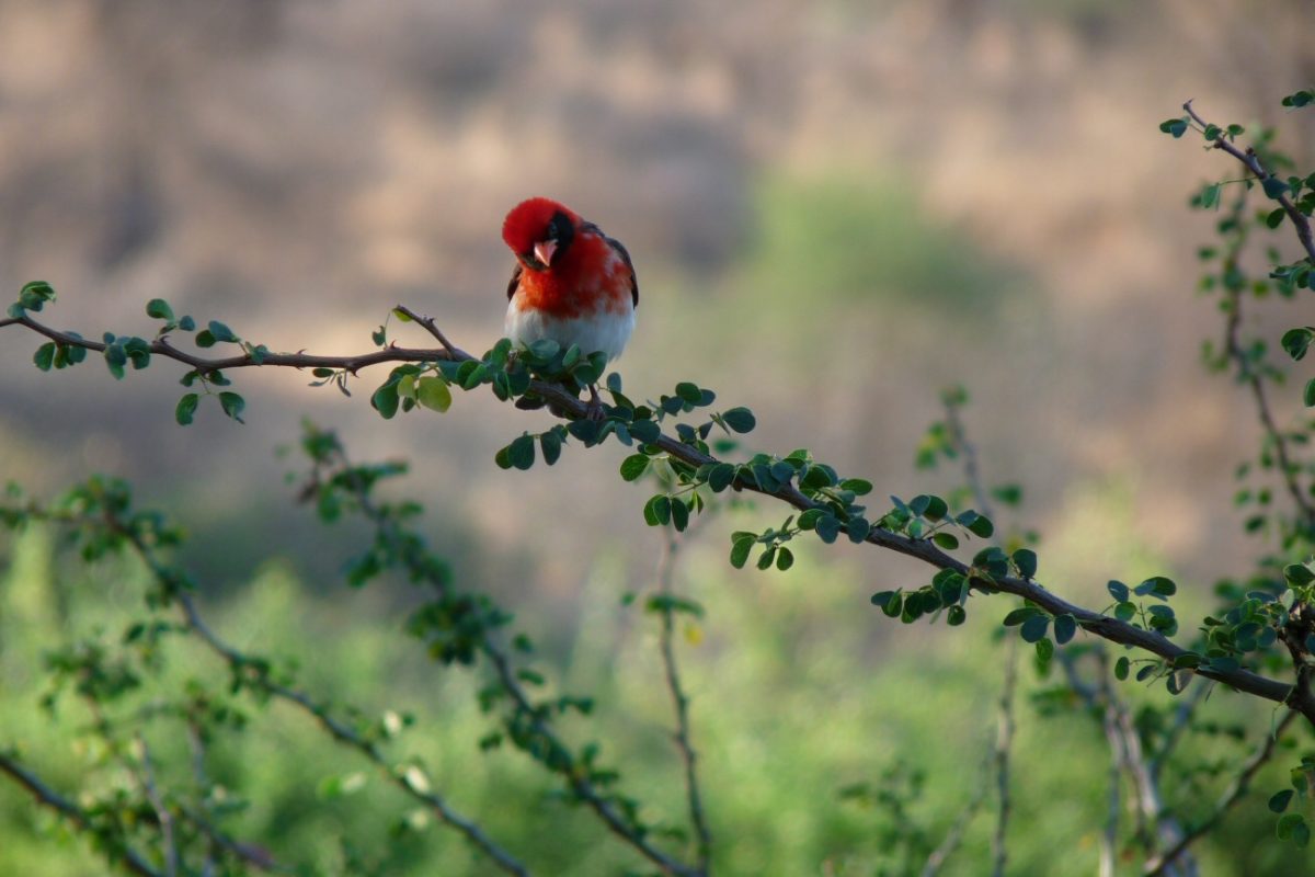 bird-3879899-CROP&Shrunk