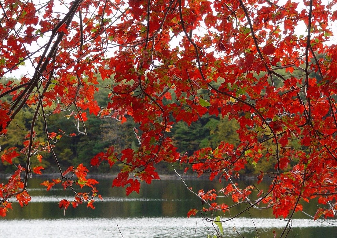 fall-3008937_1280-CROP