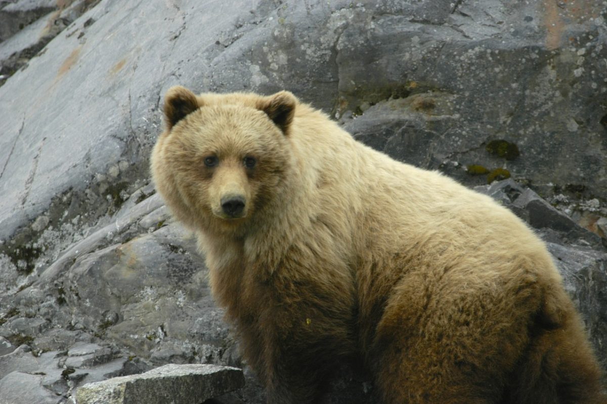 glacier-bay-80639_1280